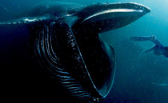 In an experience of biblical proportions, Michael Packard was engulfed by a humpback whale, caught in the watery cavity of its massive mouth. After some 30 seconds of a pitch-black captivity, in which he expected to die, he was spit out, fins first, to the surface, where his mate and another fisherman rescued him. His story is captured in “In the Whale”.