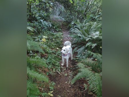 Walking the Dog