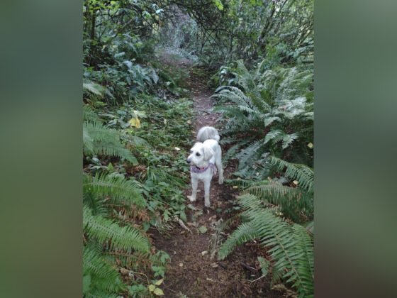 Walking the Dog 20240816 amaya FI