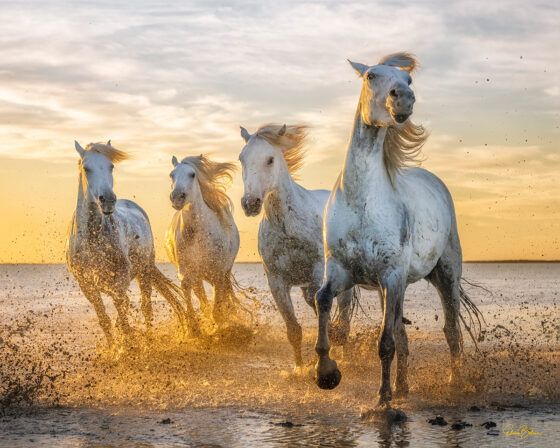 Elaine Belvin - The White Horses of the Camargue