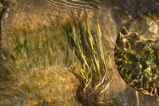 Join Prescott’s Artistic Celebration at the 4th Friday Art Walk on September 27, 2024 20240821 greenguardiansfeaturedimage