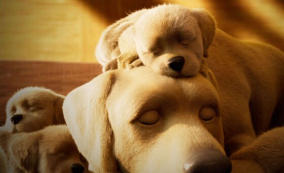 On November 13th, World Kindness Day — also proclaimed as Sedona Kindness Day — SedonaKind invites you to the Sedona Film Festival Theatres to enjoy wonderful short films that reflect and resonate with their mission: encouraging acts of kindness, large and small, locally and around the world.