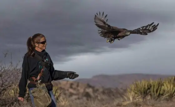 Sedona Film Festival presents ‘Celebrating World Falconry Day’ Nov. 16 Join us for a captivating celebration of World Falconry Day as Dr. Michele Losee presents the rich history and cultural heritage of falconry. Experience firsthand the legacy of this ancient practice, which has bridged cultures and continents over centuries.
