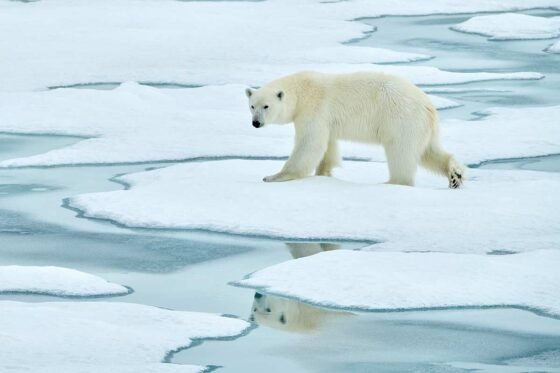 Polar Bear by Cindy Marple
