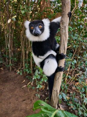 Ruffled Lemur by Cindy Marple