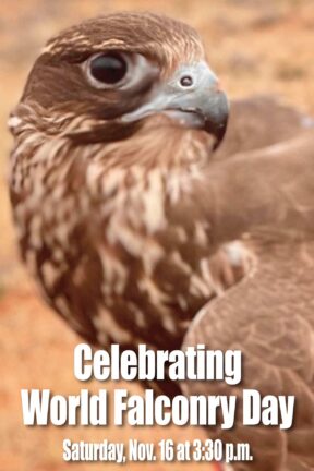 Join us for a captivating celebration of World Falconry Day as Dr. Michele Losee presents the rich history and cultural heritage of falconry. Experience firsthand the legacy of this ancient practice, which has bridged cultures and continents over centuries.