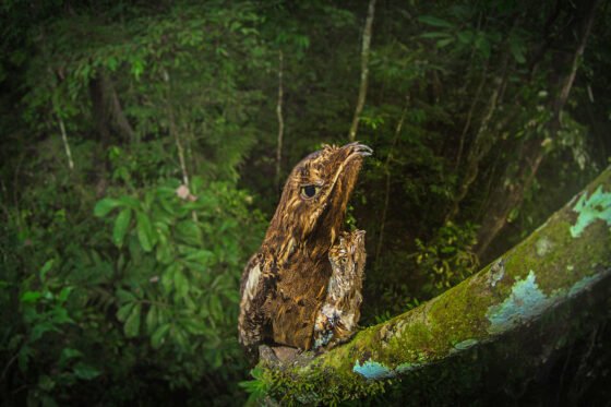 Long Tail Potoo and Young - nesting 45m in the rainforest canopy