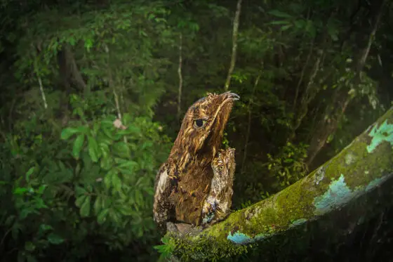 “When Science and Art Collide” Long Tail Potoo and Young - nesting 45m in the rainforest canopy