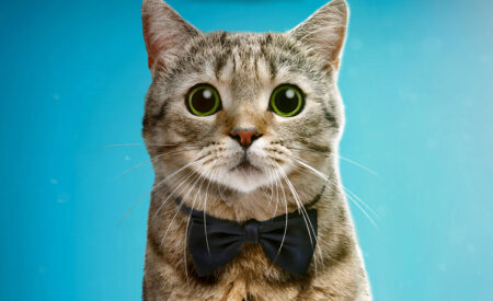 Join us for a family-friendly escape to the movies and celebrate everything CATS! “New York Cat Film Festival 2025” is a collection of short films exploring the mystique of the fascinating felines who share our lives.