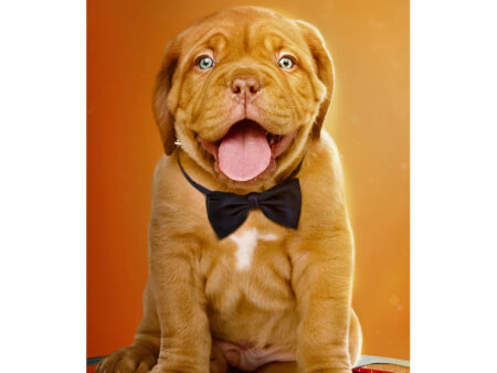 Join us for a family-friendly escape to the movies and celebrate everything DOGS! "New York Dog Film Festival 2025" is a collection of short films celebrating the love between dogs, their people, and the animal welfare groups that bring them together.