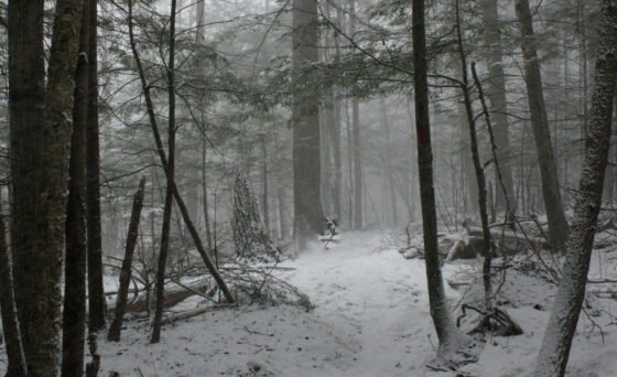 The four films presented by Mimesis Documentary Festival to celebrate Earth Day in 2025 take us from the marshlands of Jamaica Bay in Queens NY to the dry woods of the Colorado Rockies, and from Himalayan ravines back across the Ocean to the meadows Sierra Nevada.