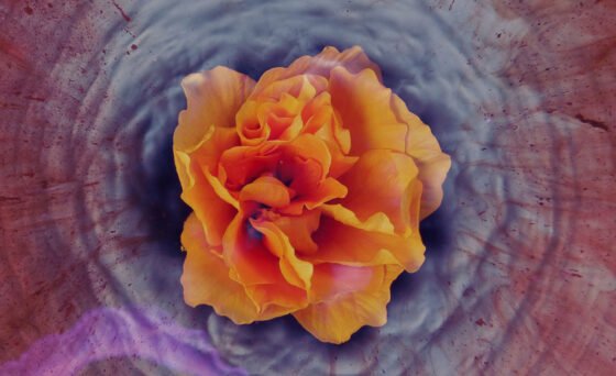 Sedona Film Festival presents ‘The Heart Revolution’ May 8 “The Heart Revolution” explores the role of the heart in every chapter of life, from pregnancy to birth, going to school and learning to think, falling in love, becoming parents, to growing old and dying.