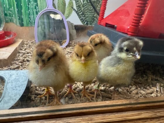 Camp Verde Community Library is preparing for very special visitors! 4 19 2025 The Chick Gang