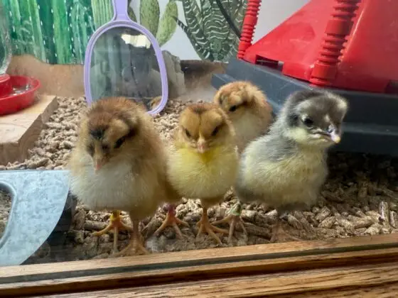 Camp Verde Community Library is preparing for very special visitors!  