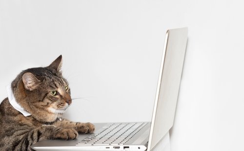 My AI is a Cat