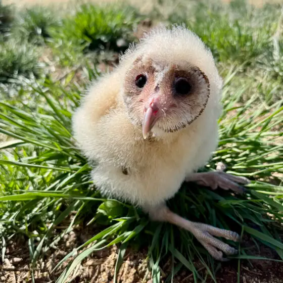 Sedona Film Festival presents 'Meet a Barn Owl Up Close' June 12