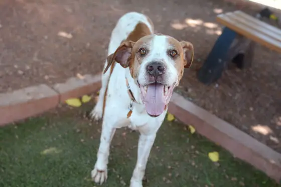 Humane Society of Sedona Joins BISSELL Pet Foundation to Offer Reduced Adoption Fees During Summer Empty the Shelters Event