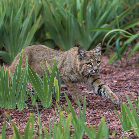Bobcat 1