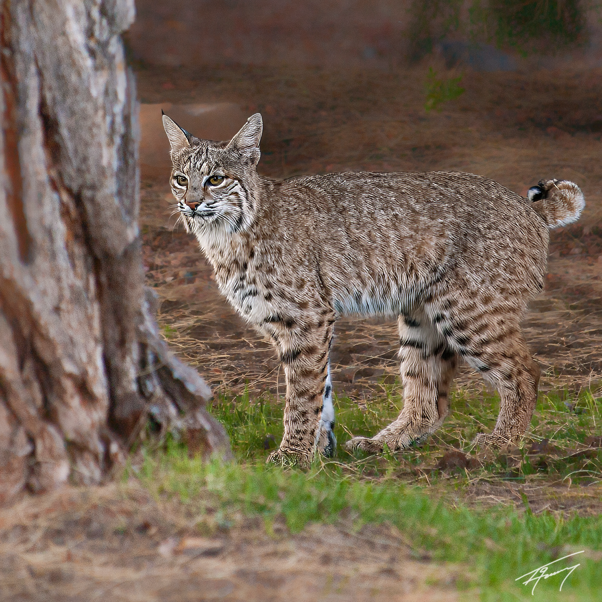 Bobcat 2