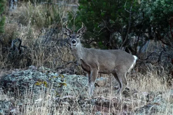 AZGFD accepting applications for 2025 fall hunts