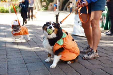Howl-O-Ween Dog Costume Parade Returns to Tlaquepaque Howl-O-Ween Dog Costume Parade Returns to Tlaquepaque