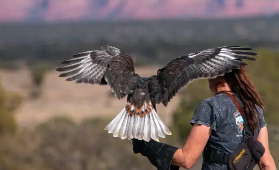 Sedona Film Festival presents 'Meet the Rare Ferruginous Hawk' July 10