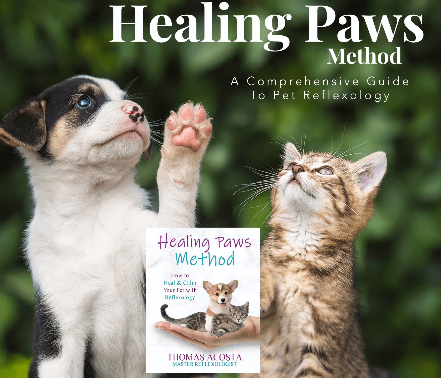 Healing paws