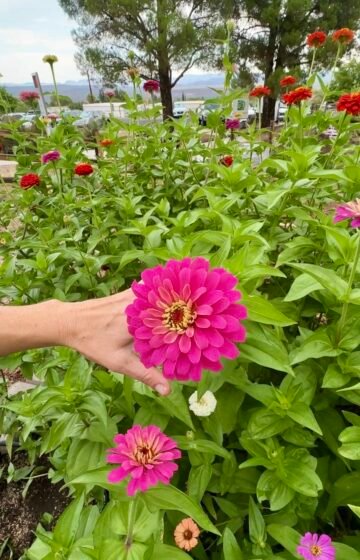 Yavapai College Hosts 2nd Annual Horticulture Symposium Yavapai College Hosts 2nd Annual Horticulture Symposium