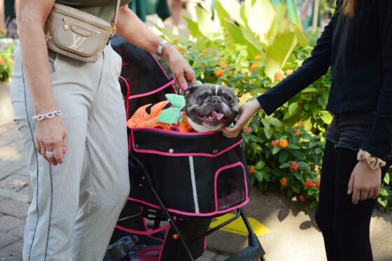 Howl O Ween 2024 Participant 3