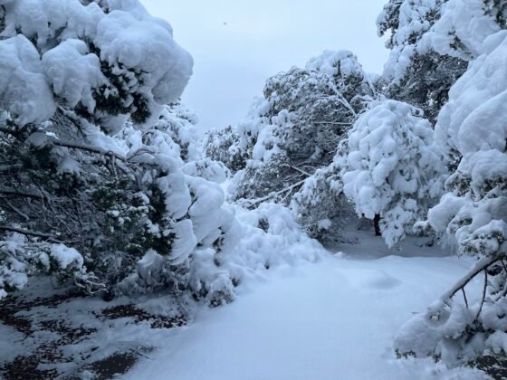 Winter Storm Turns Sedona Into Wonderland IMG 0861
