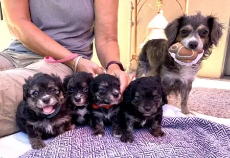 Humane Society of Sedona Launches Public Low-Cost Spay & Neuter Program