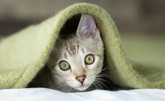 Film Fest presents ‘New York Cat Film Festival’ premiere March 29-April 2