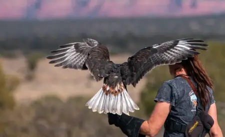 Sedona Film Festival hosts 'On the Brink: Earth Day and Falconers Saving a Species' presentation April 22