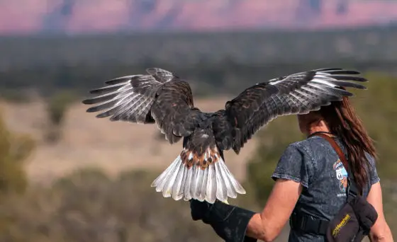 Sedona Film Festival hosts 'On the Brink: Earth Day and Falconers Saving a Species' presentation April 22