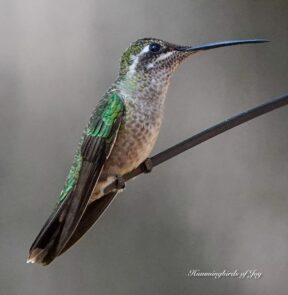 Rivolis adult female