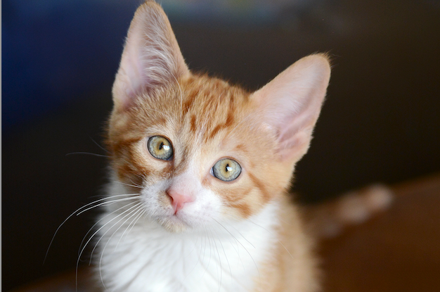 Humane Society of Sedona Launches “Make a Bid for the Fur Kids” Online Auction November 1–16