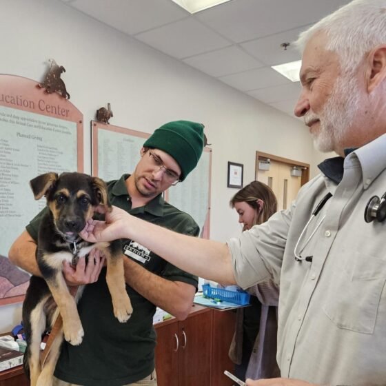 Humane Society of Sedona to Host Community Pet Vaccine & Microchip Clinic for Limited-Income Families Shelter Manager Antonio Lopez Board President Retired Vet Dr. Barbour comfort a puppy receiving vaccines at the low cost clinic