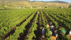 Sedona wine country