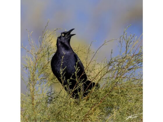 grusisng 20250505a FI