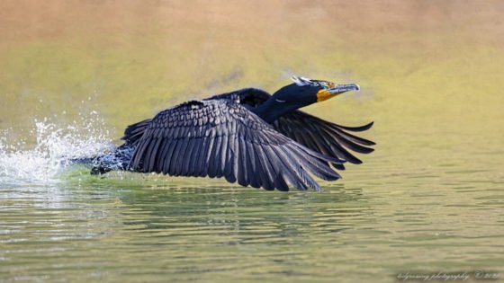 Today’s Photo from Ted Grussing Photography: Approaching Mach .07 grussing 20210928
