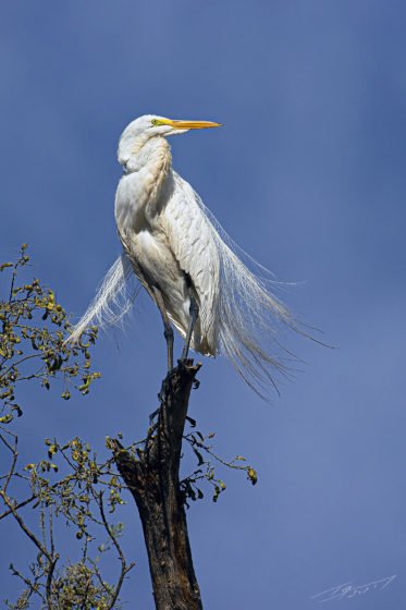 Today’s Photo from Ted Grussing Photography: The Price of a Feather grussing 20210929