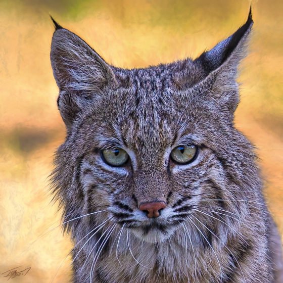 Today’s Photo from Ted Grussing Photography: Looking at You grussing 20211005