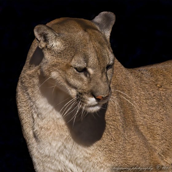 Today’s Photo from Ted Grussing Photography: Your Choice … Art or Real Life grussing 20211007a