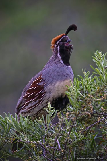 Today’s Photo from Ted Grussing Photography: Love Song grussing 20211014