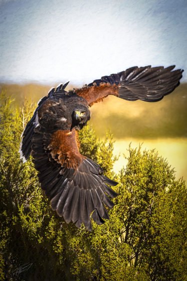 Today’s Photo by Ted Grussing Photography: Raptor Overload grussing 20211108a