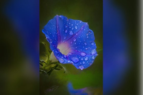 Today’s Photo from Ted Grussing Photography: Quiet Beauty grussing 20211109a