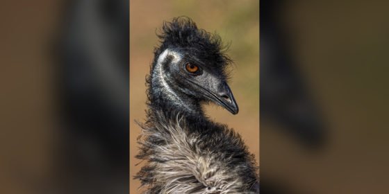 Today’s Photo from Ted Grussing Photography: Rock Star grussing 20211115a