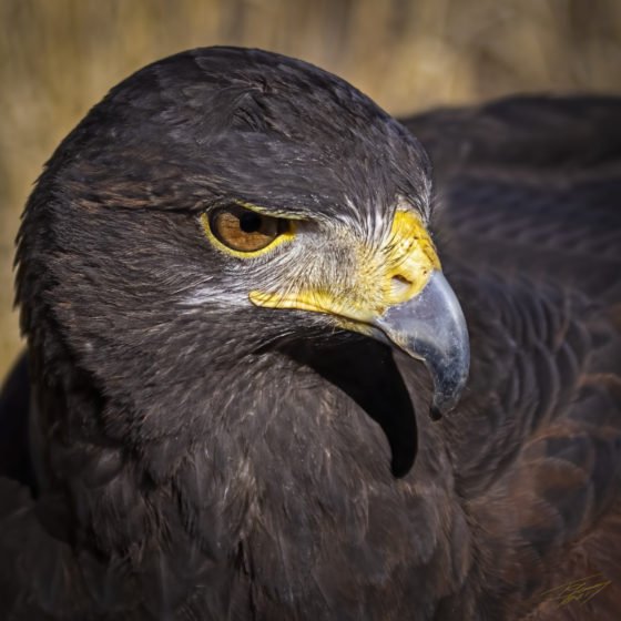 Today’s Photo from Ted Grussing Photography: Security Detail grussing 20211116a