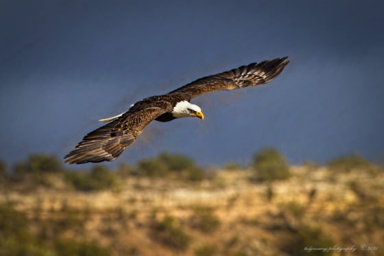 Today’s Photo from Ted Grussing Photography: Winged Lethality grussing 20211124