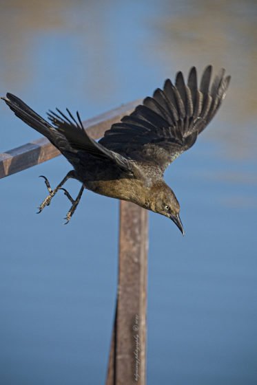 Today’s Photo from Ted Grussing Photography: Breaking The Rules? grussing 20211201a